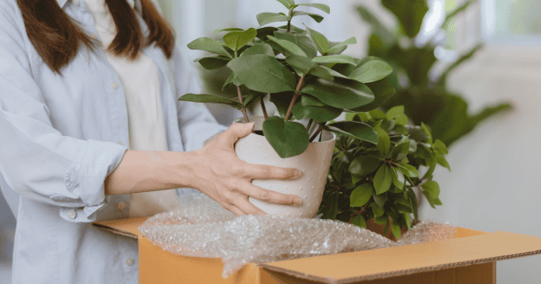 Tips for Safely Transporting Your Houseplants During a Move